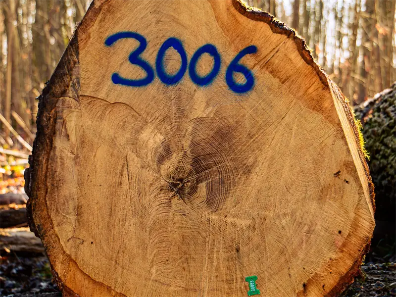 Section d'une bille de chêne marquée d'un numéro de lot
